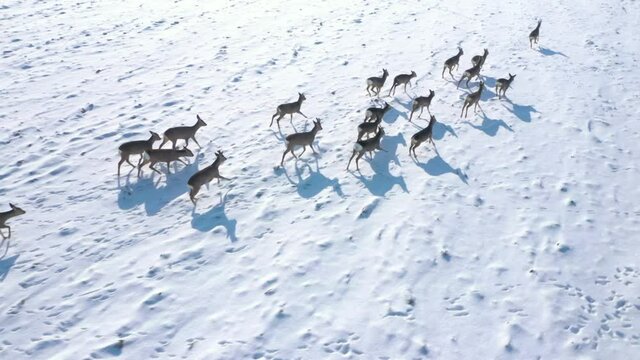 Herd of Roe Deers migrating through snowy fields. Deers are dangerous pests for young seedlings. Helicopter flight over wild animals. Wildlife from above. Aerial safari in Central Europe. 