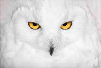 Hypnotic snowy owl portrait in white