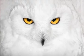 Printed roller blinds Snowy owl Hypnotic snowy owl portrait in white