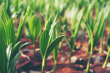 Close-up Of Crops Growing On Field - obrazy, fototapety, plakaty
