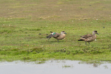 The Crested duck (Lophonetta specularioides)