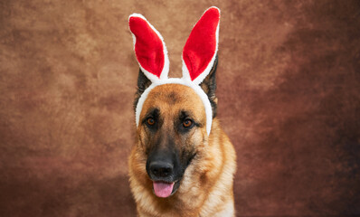 Creative Easter bunny dog. Portrait of German shepherd on studio brown background with red and white plush rabbit ears.