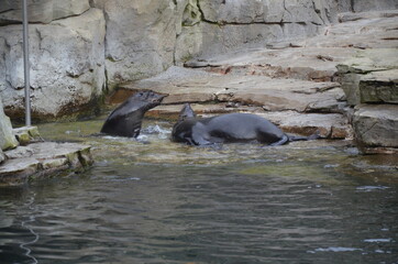Harbor seal (Phoca vitulina) in Frankfurt zoo