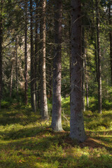 Green woods with mossy boulders.