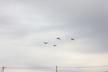 空を飛ぶ４匹の大白鳥