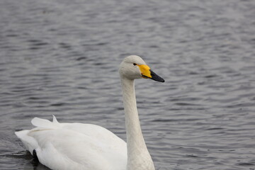湖を進む一羽の大白鳥
