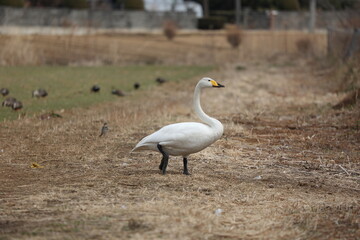 陸を歩く一羽の大白鳥