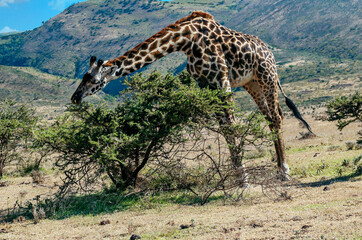 Giraffes in Africa