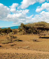 Acacia trees in Africa