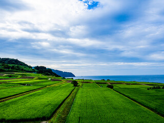 Paddy field