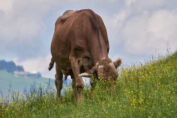 Braunvieh auf einer Bergweide in den Allg&auml;uer Alpen