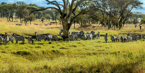 Zebras in Africa