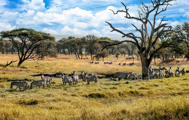 Zebras in Africa