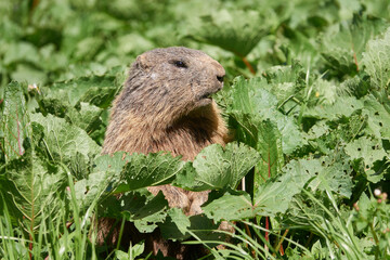 Murmeltier in den Allgäuer Alpen
