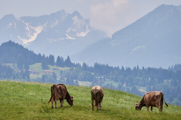Fototapeta na wymiar Braunvieh auf einer Bergweide in den Allgäuer Alpen