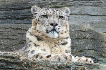 Snow leopard with a fixed stare