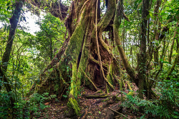 Old green tree, with big roots in the jungle. Arenal Volcano National Park. Costa Rica, Central...
