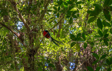 Quetzal beautiful exotic tropic bird with green forest in background. Magnificent sacred green and red bird. Costa Rica, Central America.