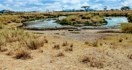 Acacia trees in Africa