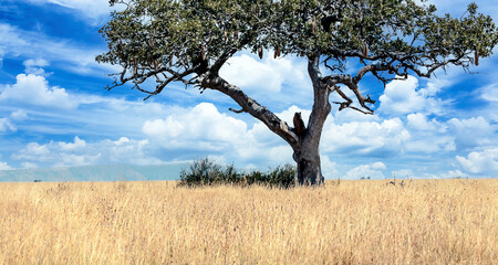 Acacia trees in Africa