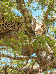 Fototapeta na wymiar African leopard