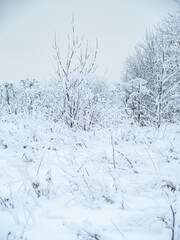 Winter landscape trees in the snow.