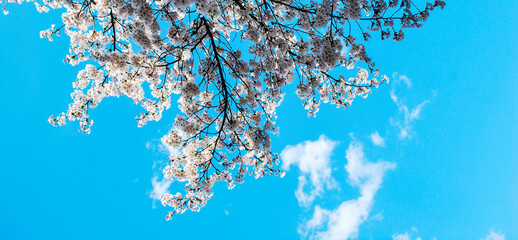 Abstract  of Cherry Blossom or Sakura flower  with blue sky  background in the nature garden -pattern image