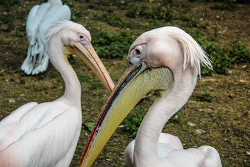 Two beautiful pelicans