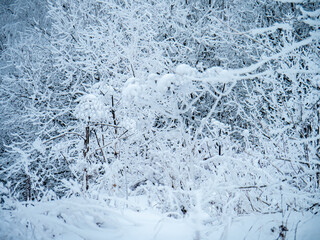 Winter landscape trees in the snow.