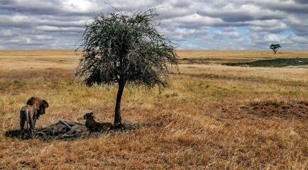 Fototapeta na wymiar Lionness in Africa