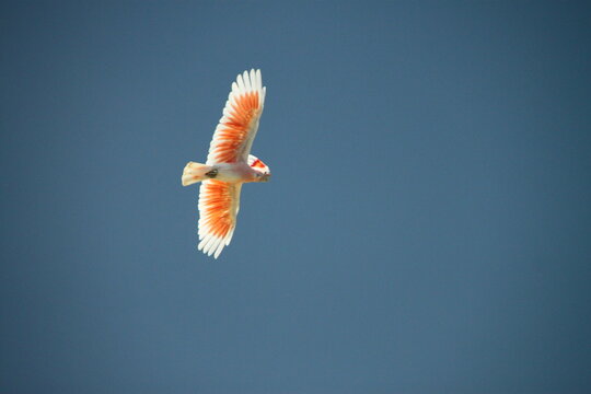 Bird in the Sky