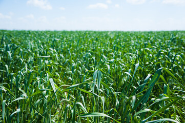 Obraz premium Winter wheat seedlings