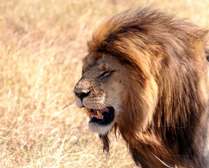 Lionness in Africa