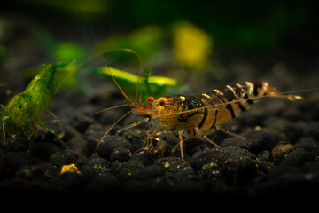 Tiger shrimp orange eye aquarium nature underwater life