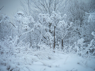 Winter landscape trees in the snow.