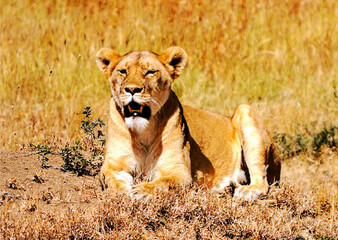 Fototapeta na wymiar Lionness in Africa