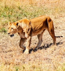 Lionness in Africa