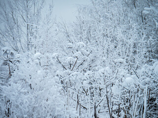 Winter landscape trees in the snow.