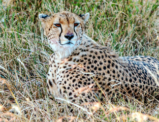 African leopard