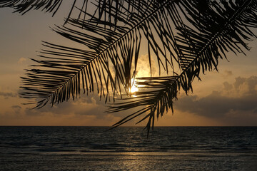 Fototapeta premium Palm Leaf Tropical Sunset, dhiffushi, maldives