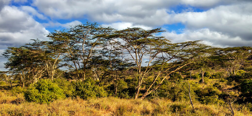 Acacia trees in Africa