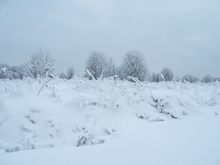 Winter landscape trees in the snow.