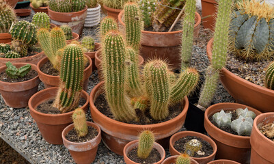 Growing Cacti in a greenhouse