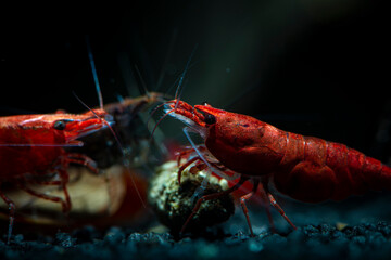 Red neocaridina shrimp fire pet aquarium freshwater nature macro