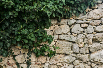 fragment of an ancient wall partially hidden by green ivy