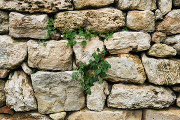 fragment of an ancient wall with vegetation breaking through the cracks