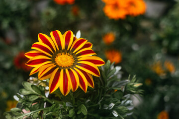 Macro photography of beautiful orange gazania rigens flowers blooming during spring