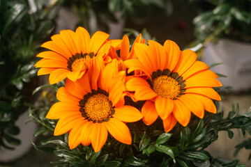 Macro photography of beautiful orange gazania rigens flowers blooming during spring