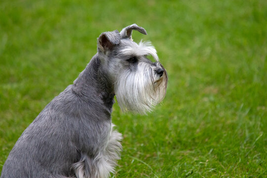 Miniature Scnauzer