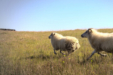 Fototapeta premium Iceland sheep